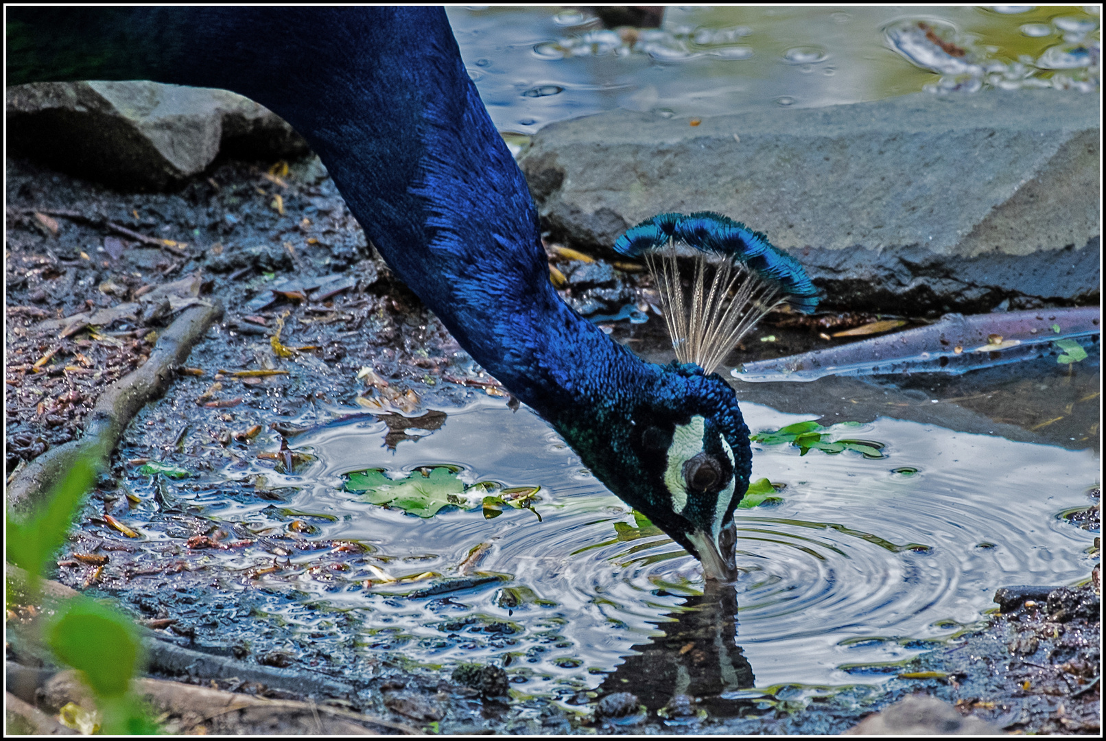 Dem Pfau schmeckts