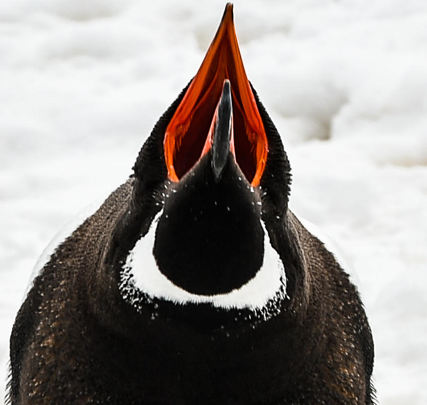 Dem Pinguin ins Maul /Schnabel geschaut  .DSC_6918-3