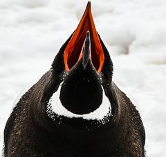 Dem Pinguin ins Maul /Schnabel geschaut  .DSC_6918-3