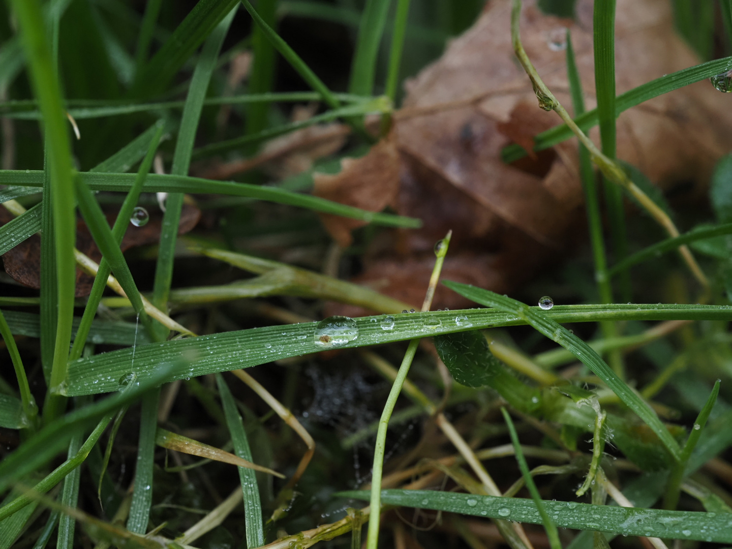 Dem Regen auf der Spur 