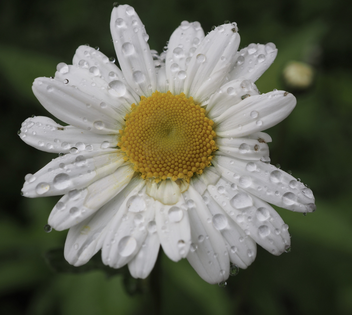 Dem Regen auf der Spur 