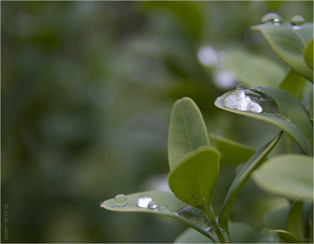 dem Regen etwas positives abgewinnen [ 3 ]