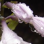 dem Regen etwas Schönes abtrotzen