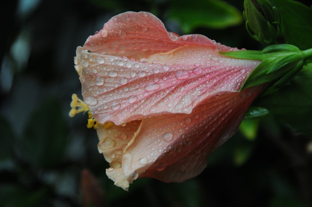 dem Regen trotzend sich wandelnd