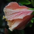 dem Regen trotzend sich wandelnd