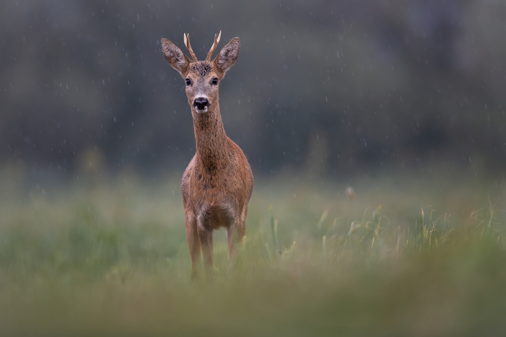 Dem Regen zum Trotz...