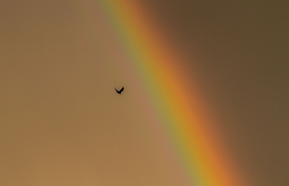 Dem Regenbogen entgegen geflogen