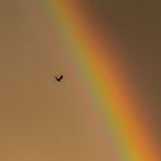 Dem Regenbogen entgegen geflogen