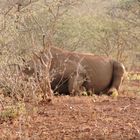 Dem ruhenden Nashorn-Bullen etwas näher gerückt.