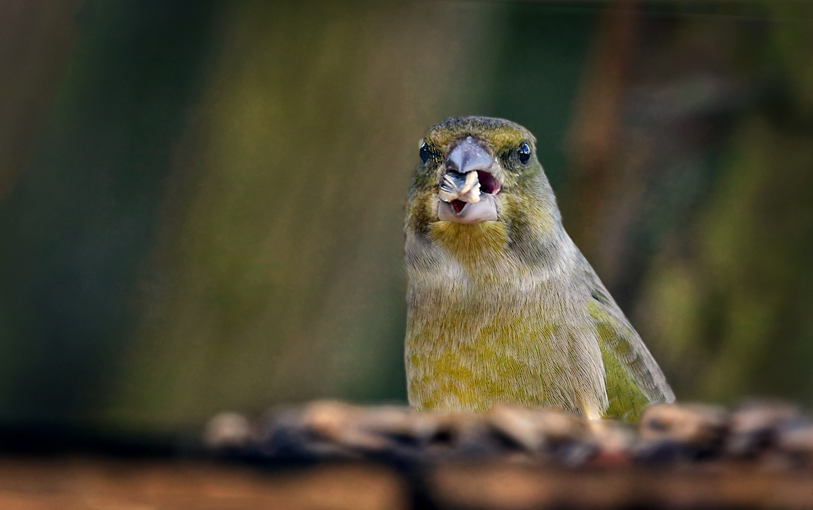 "Dem schmecktssss ....." (ISO 3200)