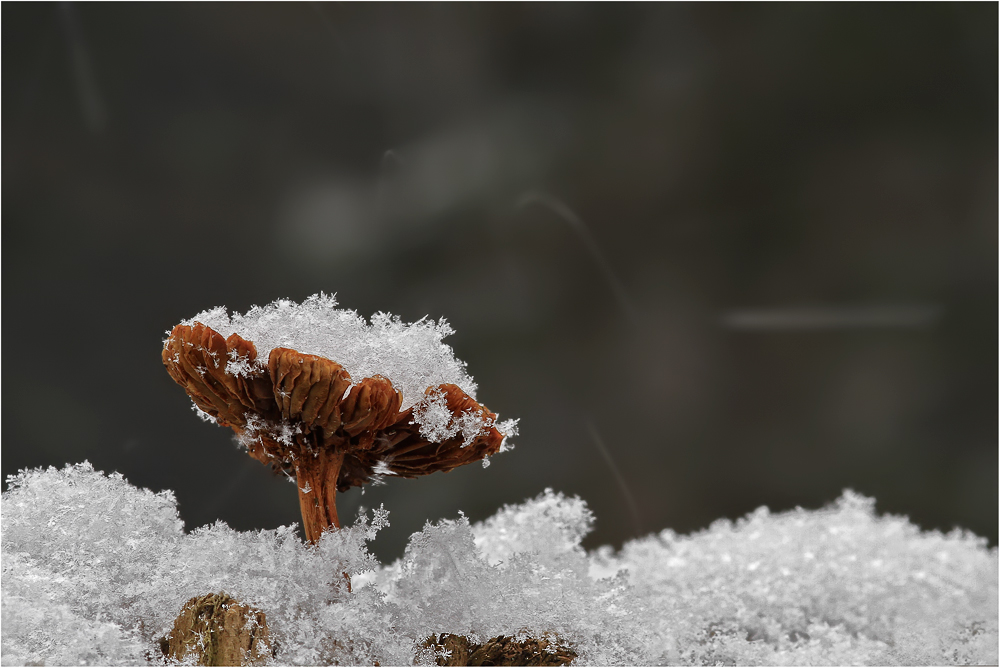 Dem Schnee trotzen