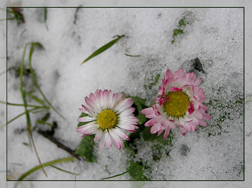 Dem Schnee trotzen ....