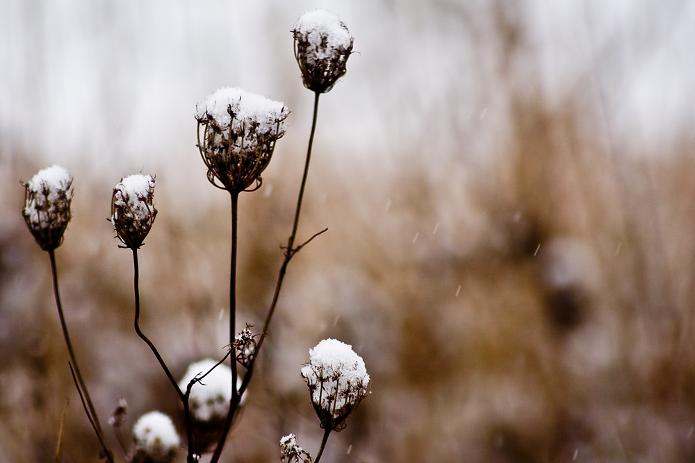 Dem Schnee trotzen...