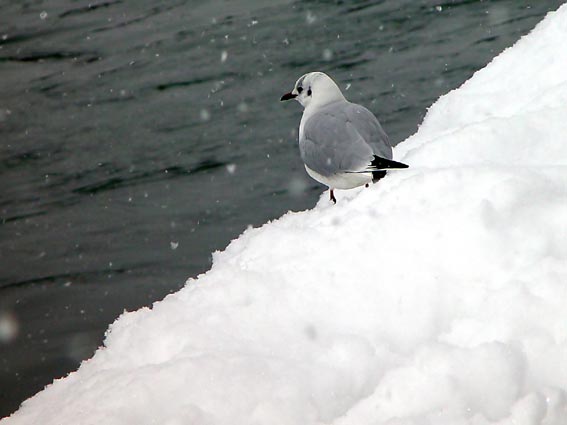 Dem Schnee trotzend