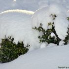 Dem Schnee zum Trotz