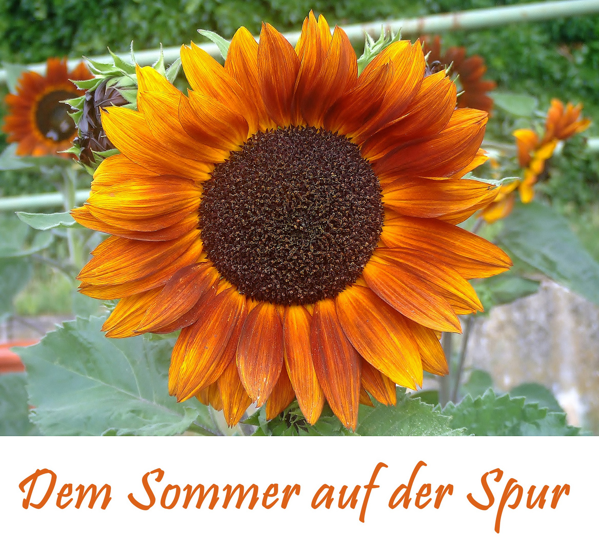 Dem Sommer auf der Spur