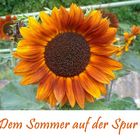 Dem Sommer auf der Spur