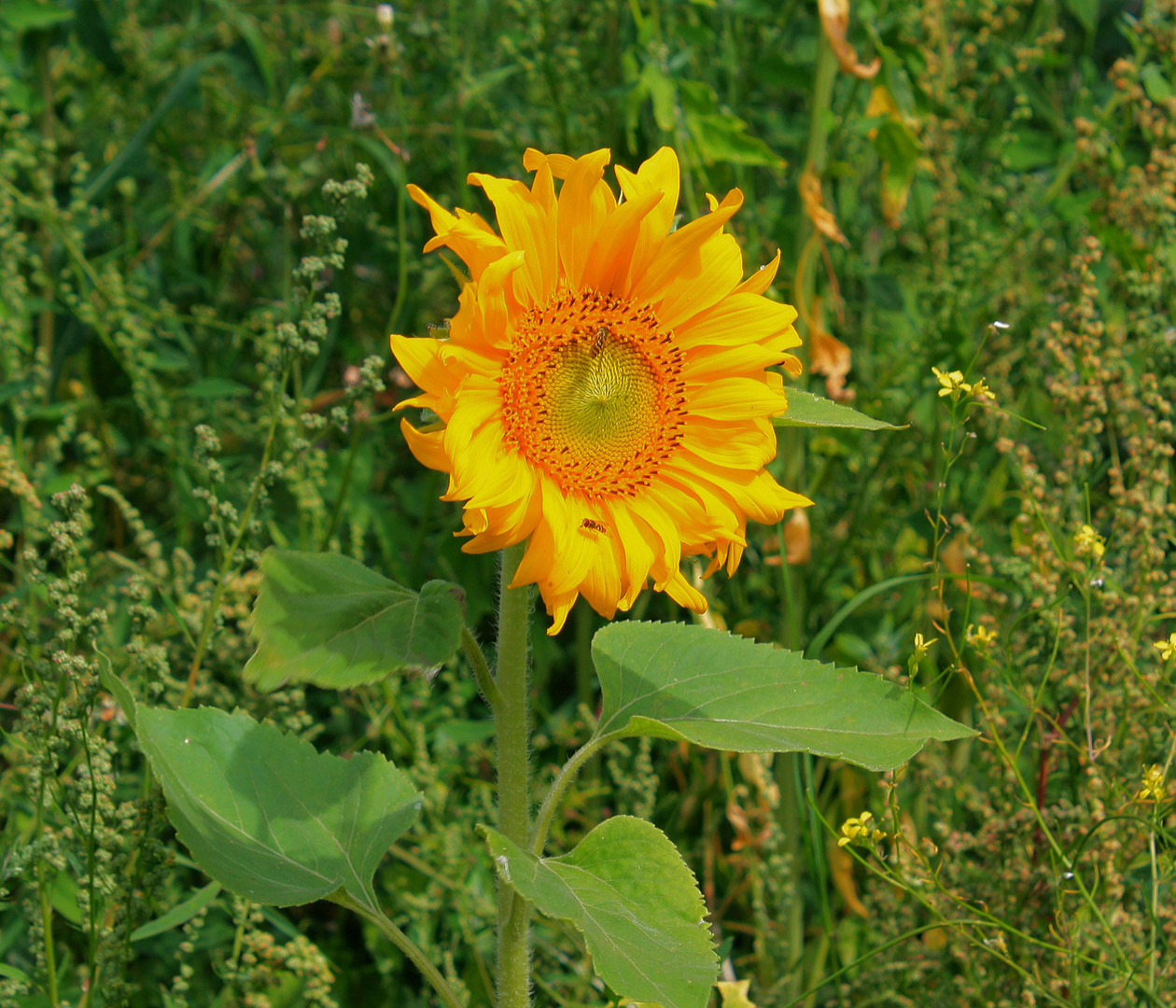 Dem Sommer auf der Spur