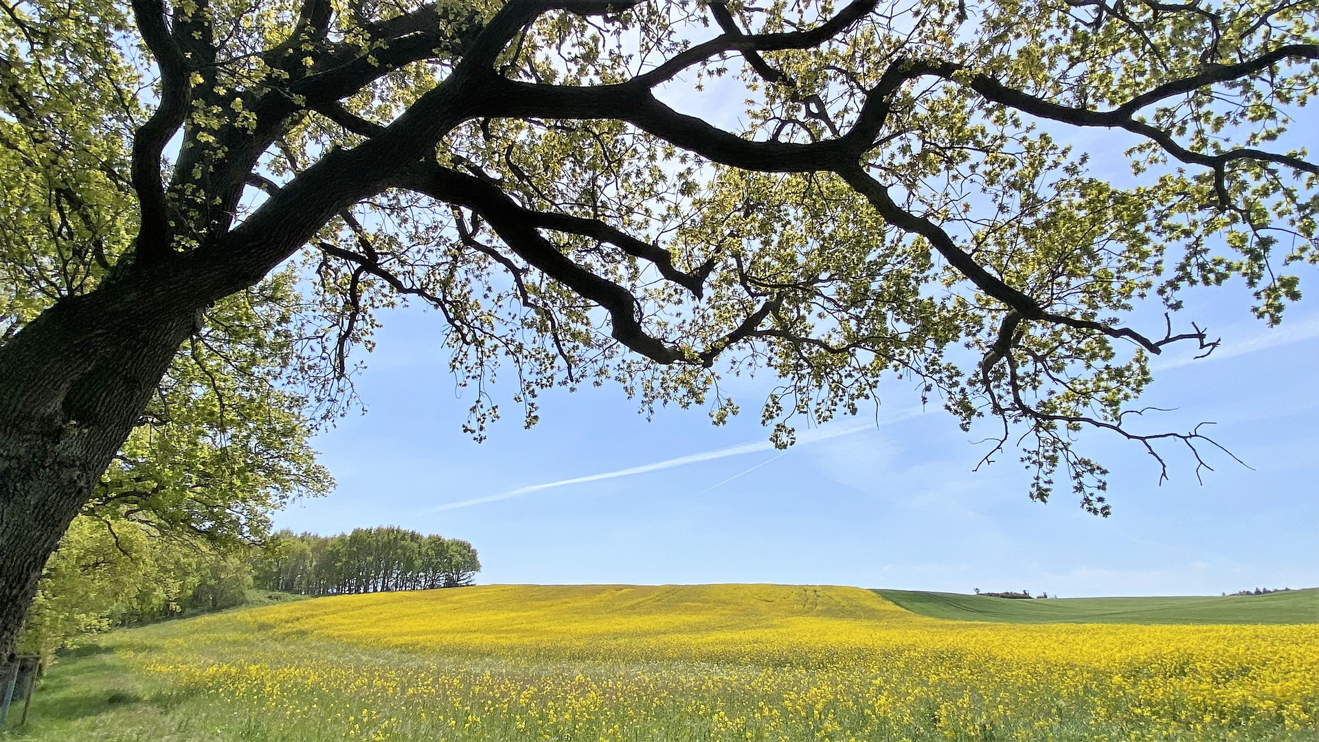 Dem Sommer entgegen