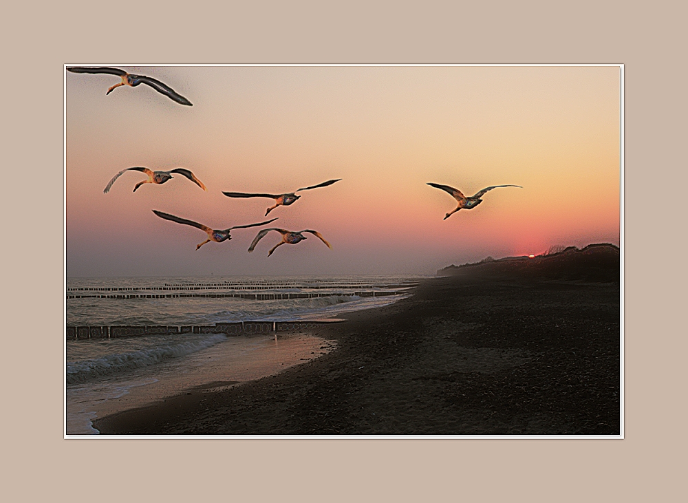 " Dem Sommer entgegen fliegen "