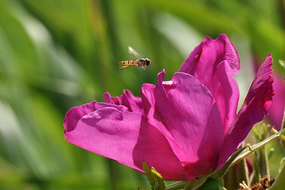 Dem Sommer entgegen fliegen...