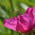 Dem Sommer entgegen fliegen...