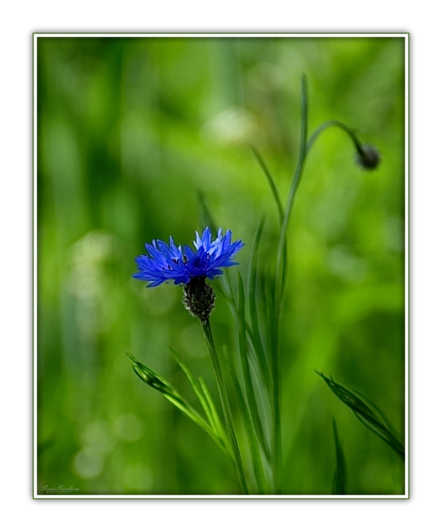 Dem Sommer vorausgeeilt