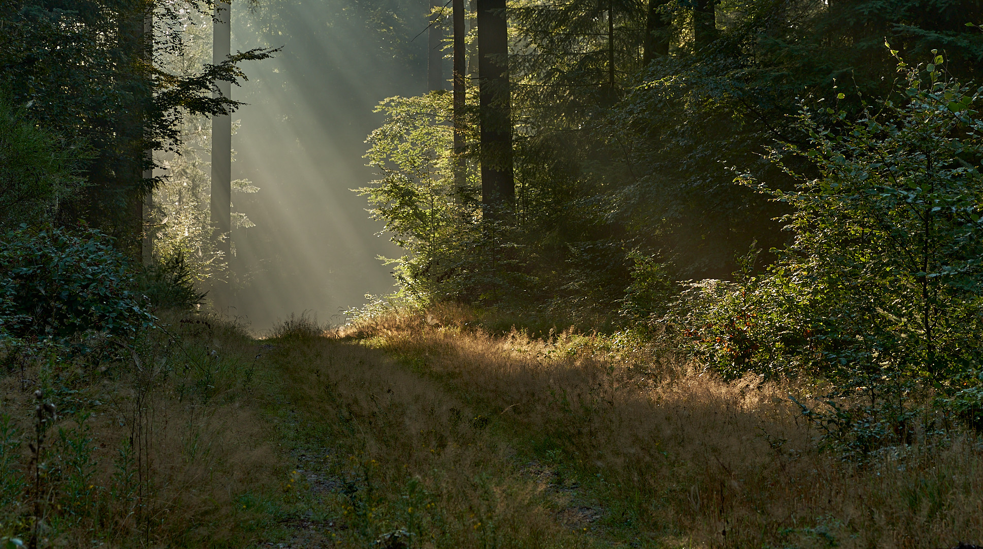 Dem Sonnenlicht entgegen…