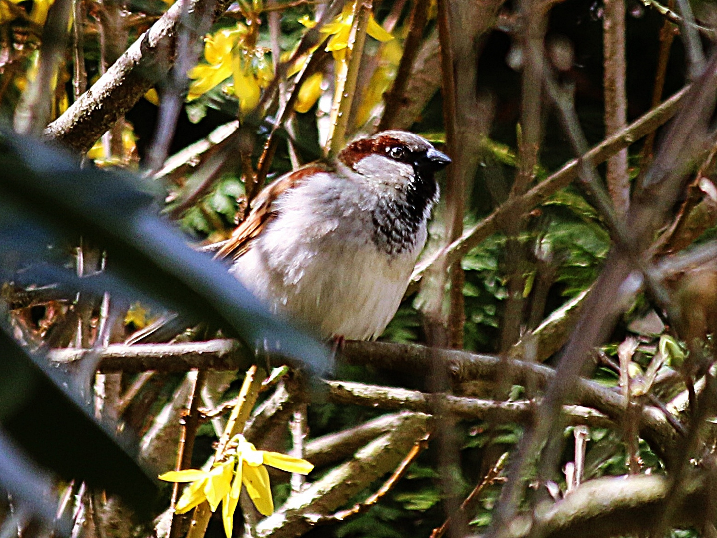 dem Spatz sein Platz zwischen den Forsythien