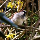 dem Spatz sein Platz zwischen den Forsythien