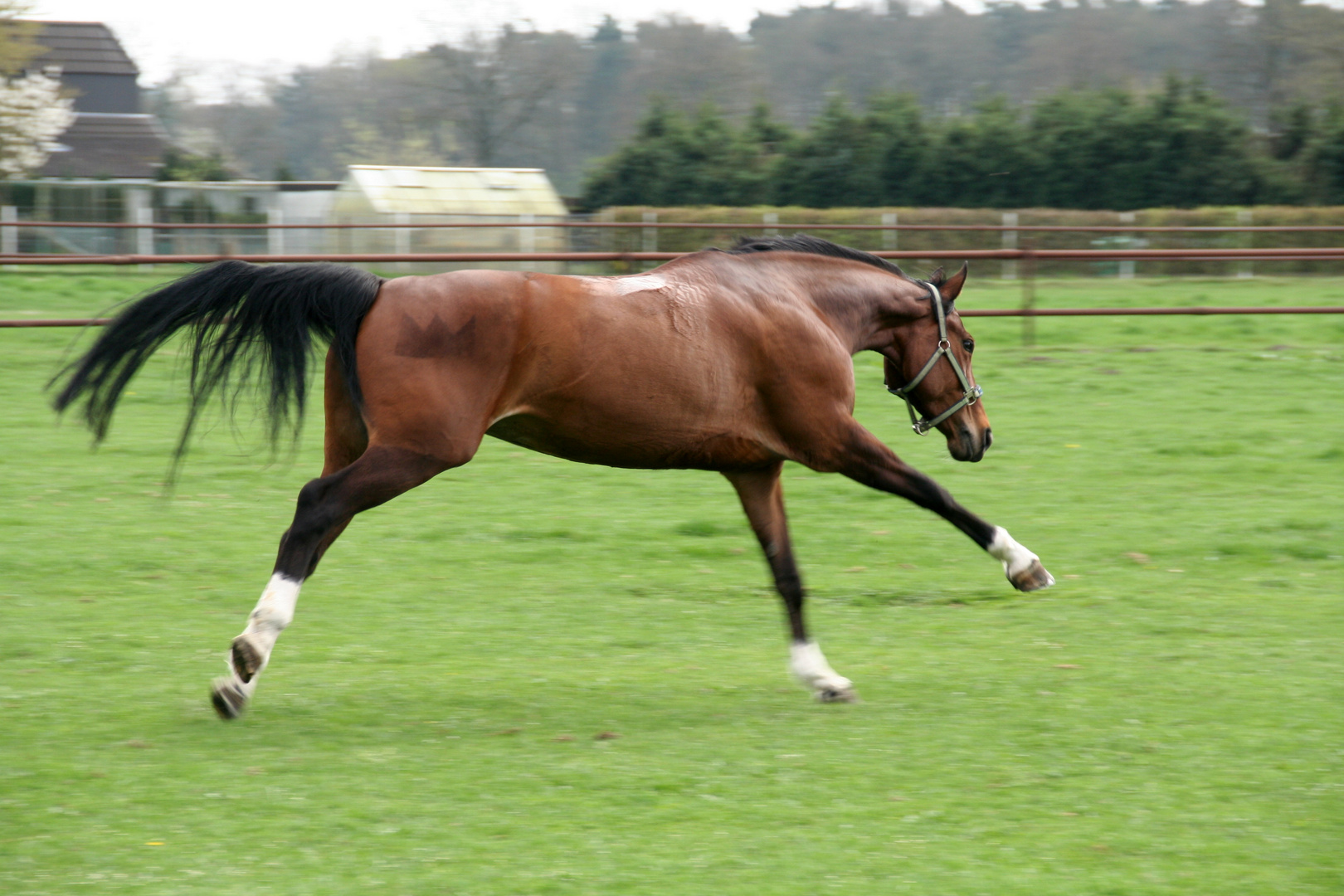 dem Stall entsprungen