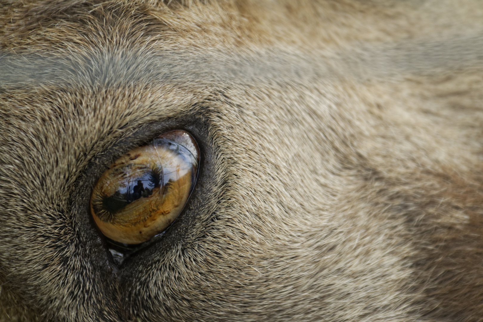 Dem Steinbock ins Auge geschaut