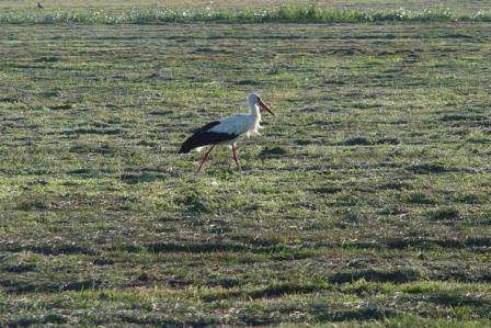 dem storch gegeben