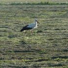 dem storch gegeben