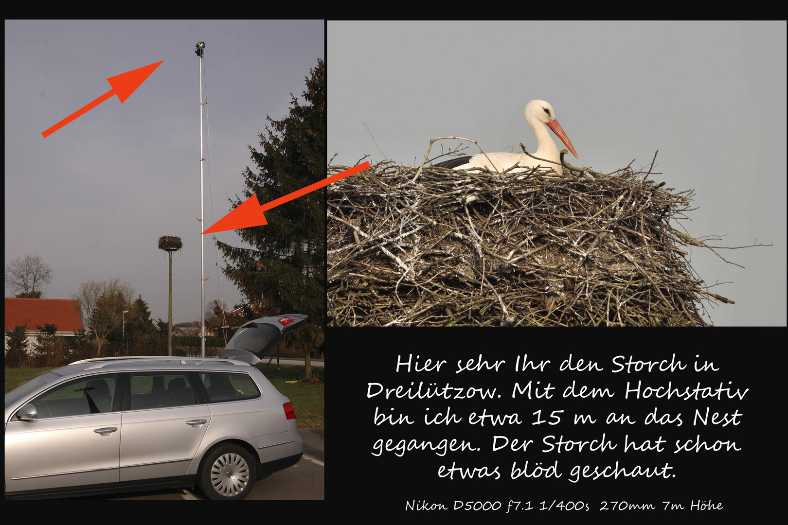 Dem Storch ins Nest geschaut