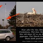 Dem Storch ins Nest geschaut