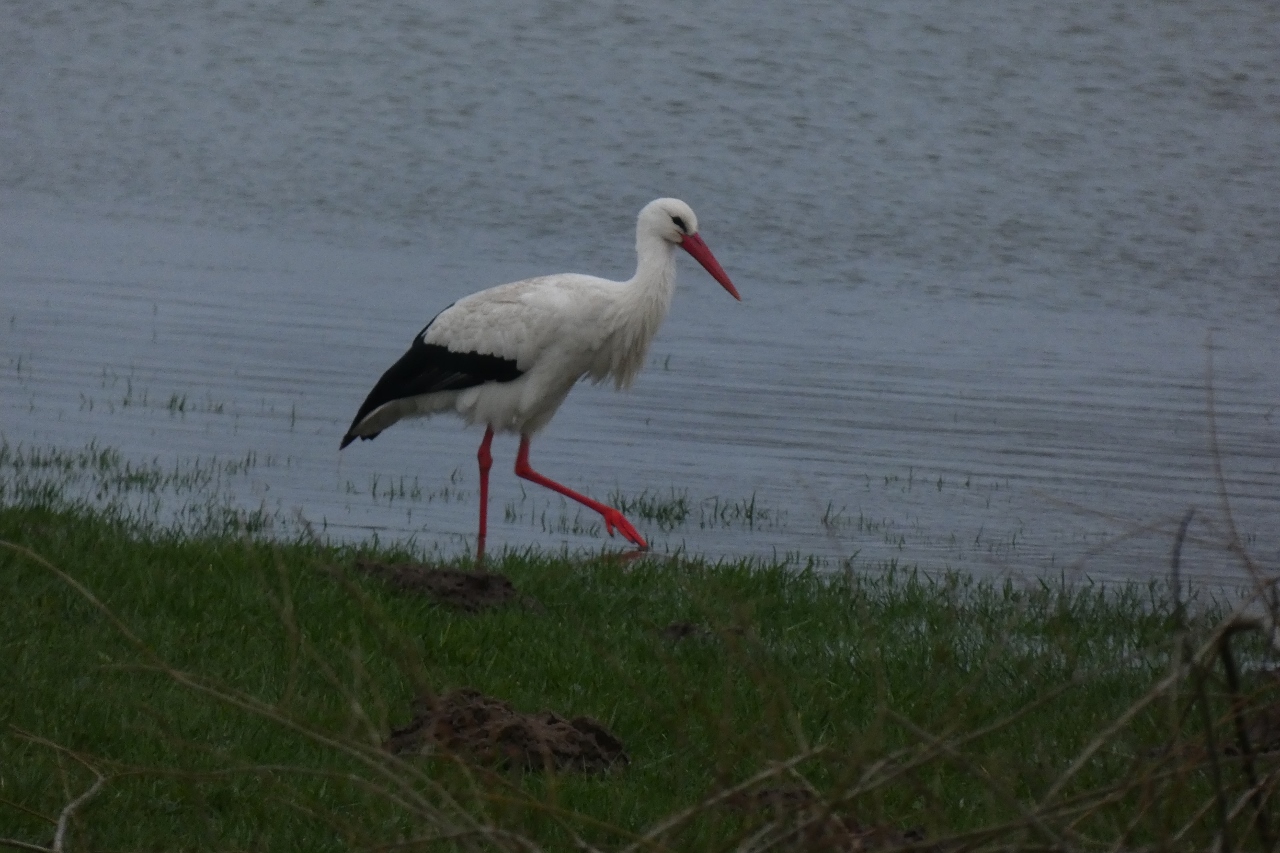 Dem Storch macht das Wasser nichts aus