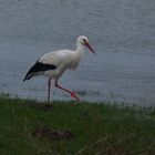 Dem Storch macht das Wasser nichts aus