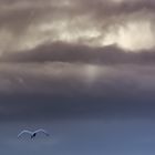 Dem Sturm entgegen