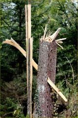 Dem Sturm nicht Standgehalten