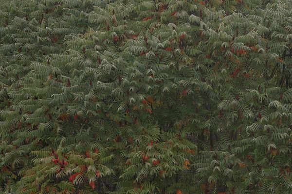 ...dem Tod gut gelaunt ins Auge schauend...1