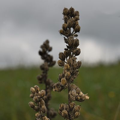 ...dem Tod gut gelaunt ins Auge schauend...3