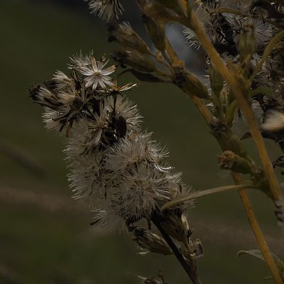 ...dem Tod gut gelaunt ins Auge schauend...4