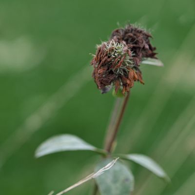 ...dem Tod gut gelaunt ins Auge schauend...5