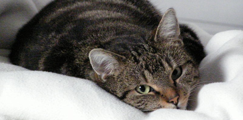 Dem Vögelchen sei Dank [...]