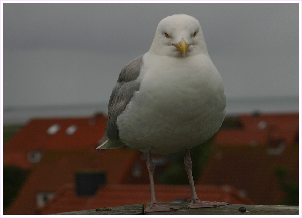 Dem Vogel trau ich nicht...