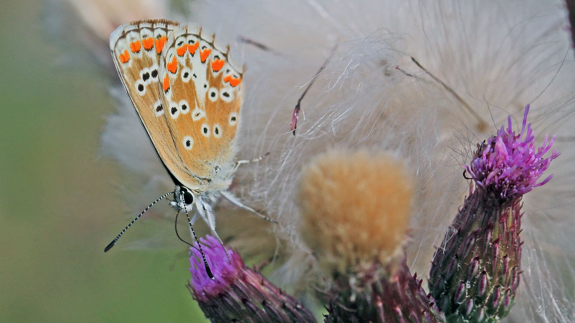 Dem weiblichen Hauhechelbläuling. Polyommatus icarus  sehr gut ins Gesicht geschaut