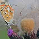 Dem weiblichen Hauhechelbläuling. Polyommatus icarus  sehr gut ins Gesicht geschaut