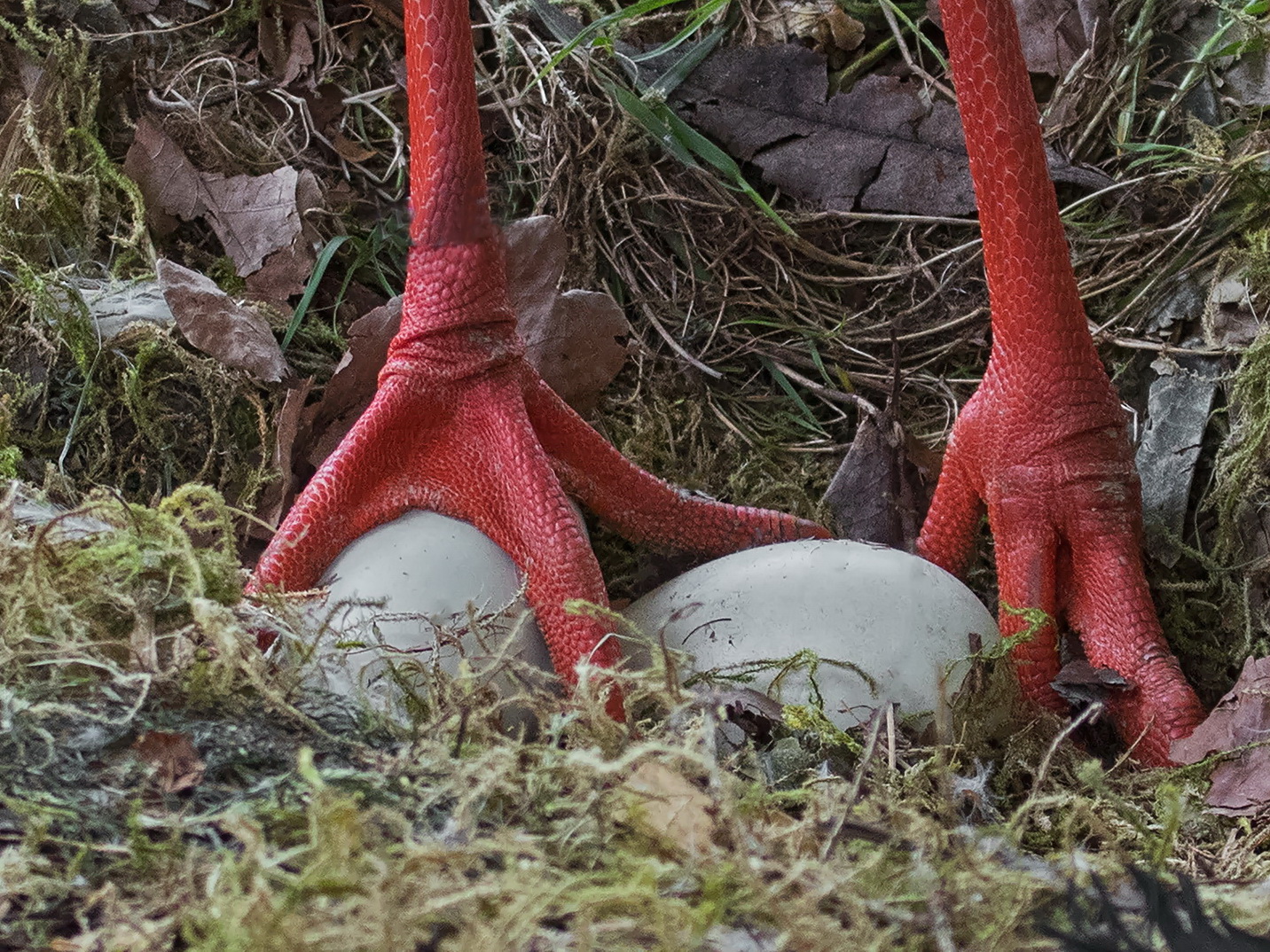 Dem Weißstorch ins Nest geschaut 