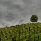 Dem Wetter trotzen, sehr wasserlastig war unser Fototreffen, 2 von 3 Tagen... 